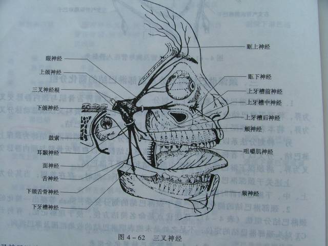 牙科必懂的口腔區域性麻醉