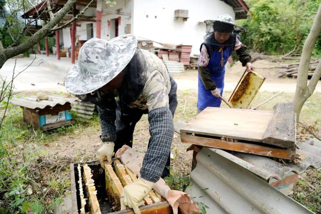 留壩蜂蜜又有新續集了？