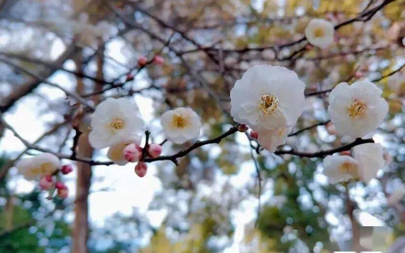 必須收藏！絕美！絕美！誰能拒絕這波中式美學？昆明超詳細賞梅攻略來了，包出片！