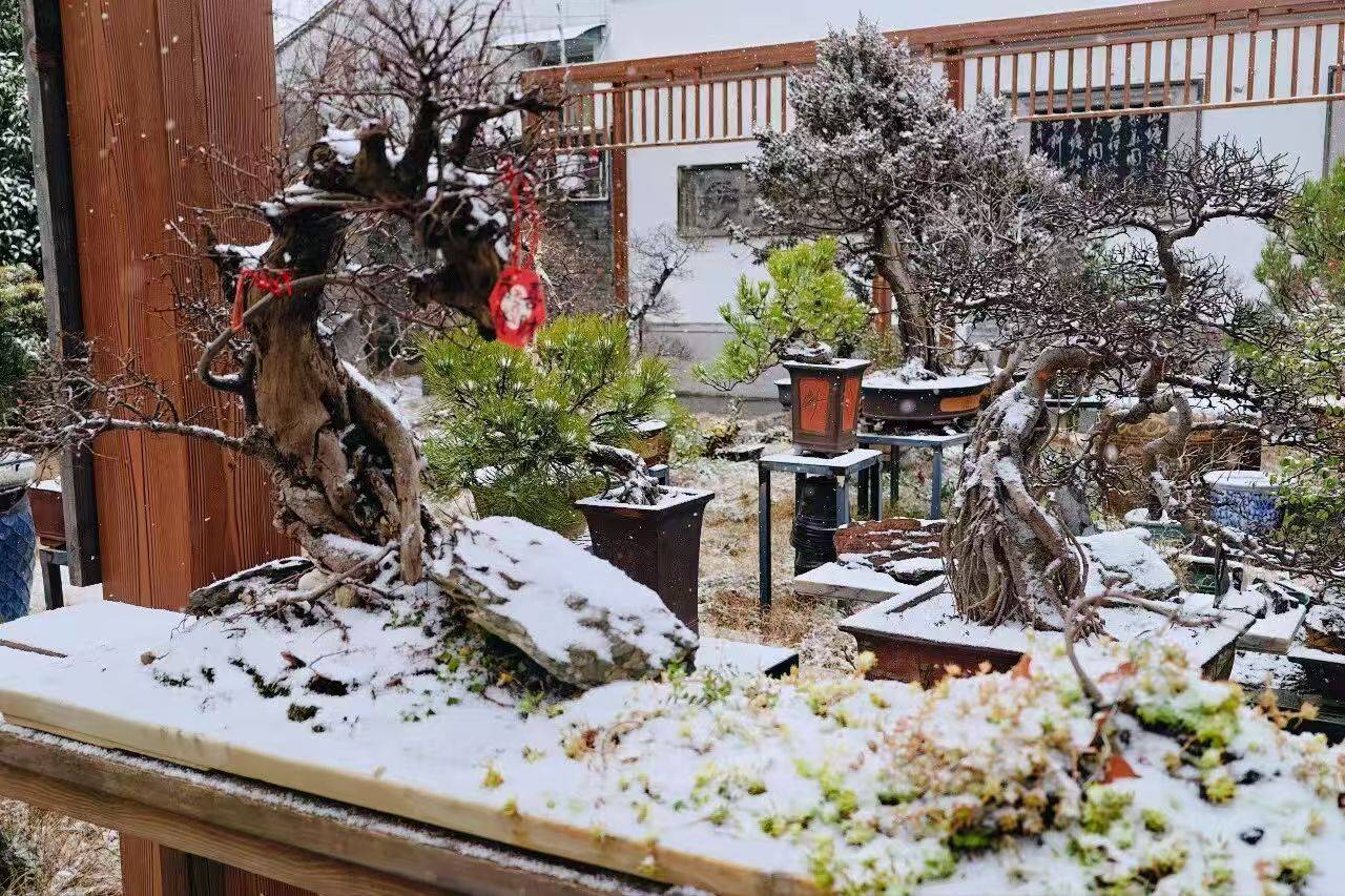 蘇州降雪！山塘中心小學校雪景美如詩畫
