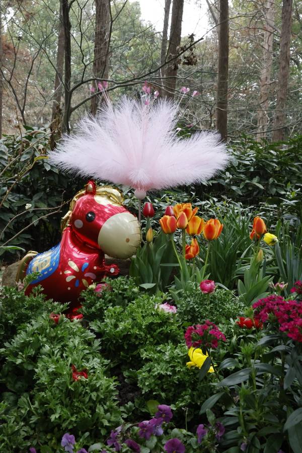 上海共青森林公園新春水仙展開幕，市民水仙雕刻大賽同步啟動