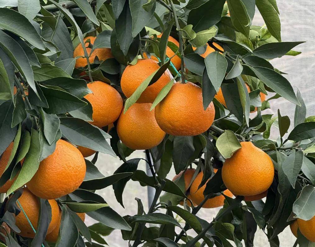 快放假了，美食公司都買些什麼好吃年貨回家？