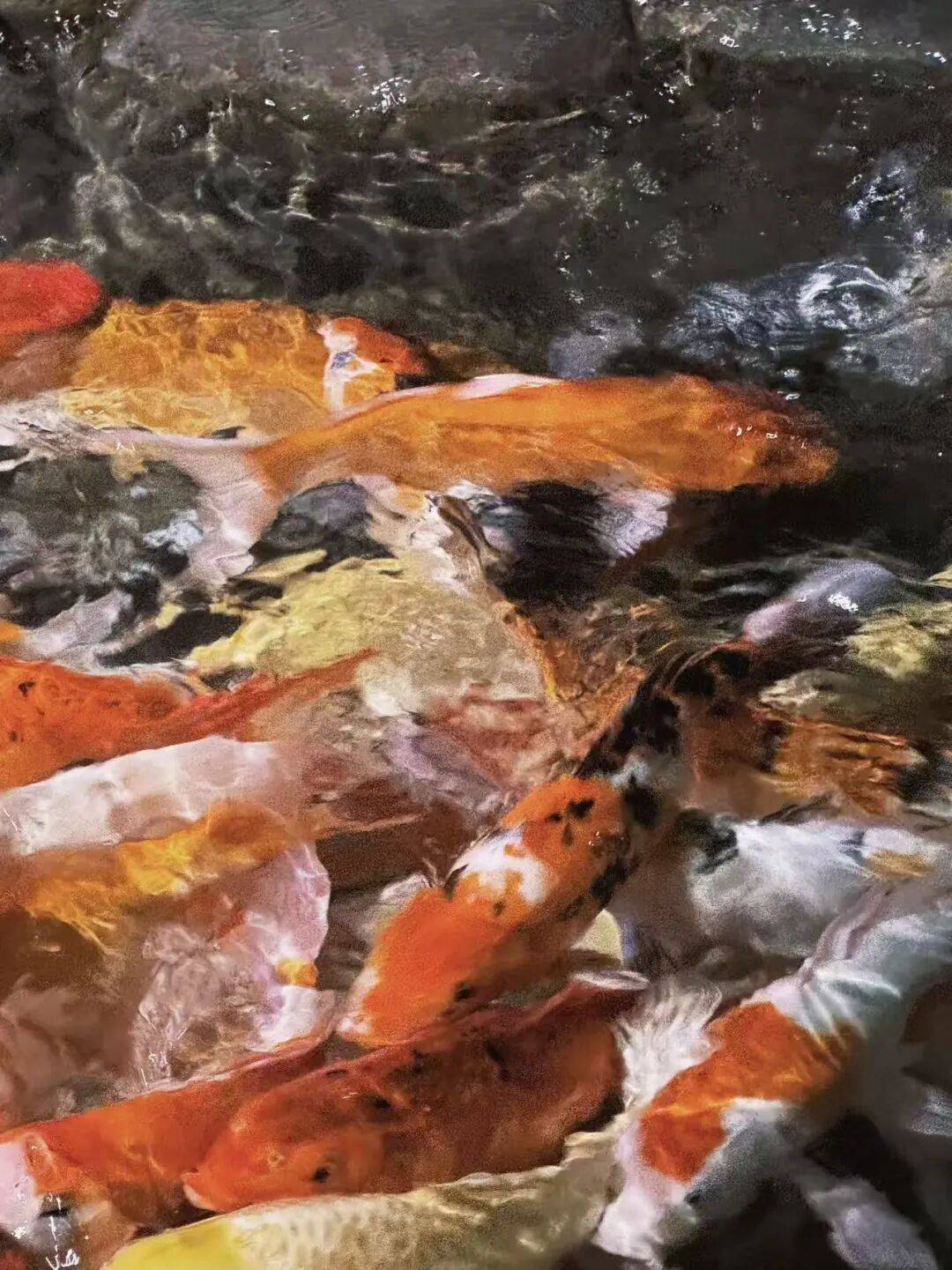 深夜，電子醫生，托起中老年人