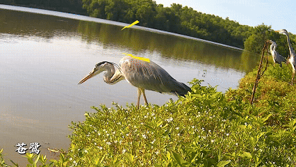藏不住了！用科技解鎖大灣區中央溼地萌態圖鑑