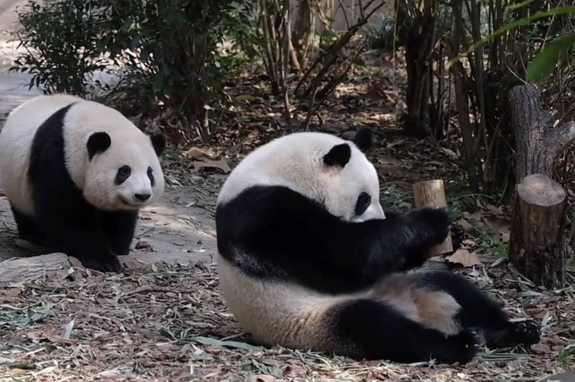 頑童向成都網紅大熊貓扔螺帽，熊貓館緊急閉館大量遊客受影響，警方：已對肇事者進行教育