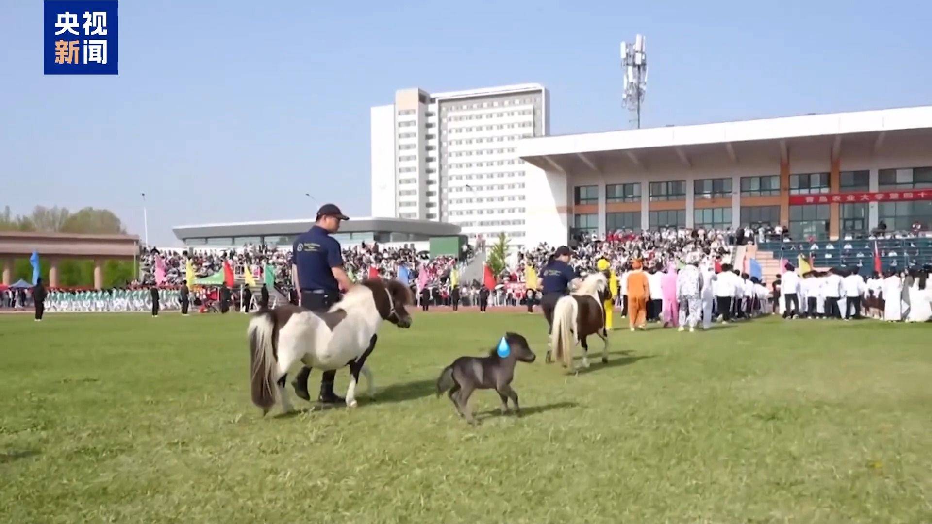 別人家的大學！青島高校開設“騎馬養馬”專業