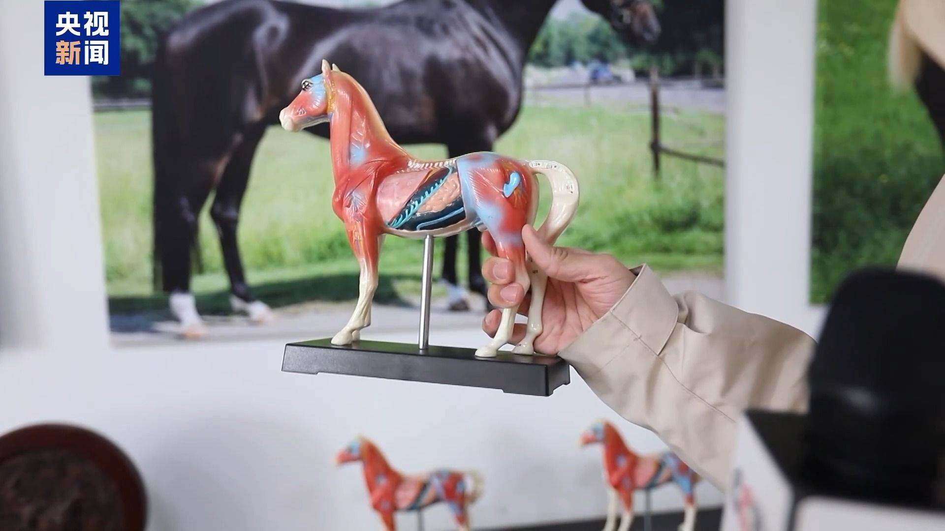 別人家的大學！青島高校開設“騎馬養馬”專業