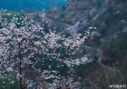 收藏春日！打卡春天裡的大美中國