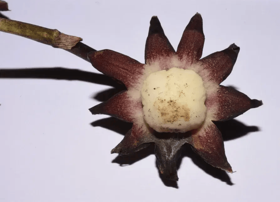 “寶華月季”之後，“炸糊的花生米戴黃帽”又火了！網友：起名這塊沒輸過