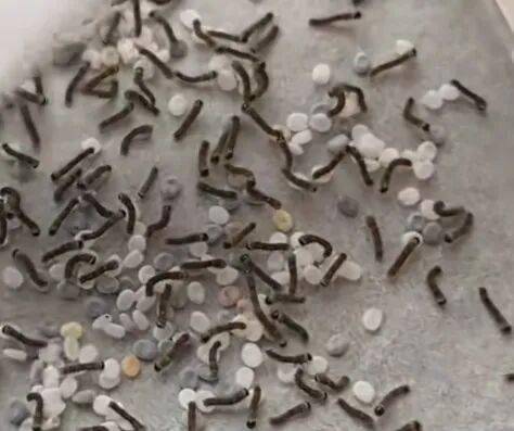 武平這種天然美食快要上線了，你多久沒吃了？