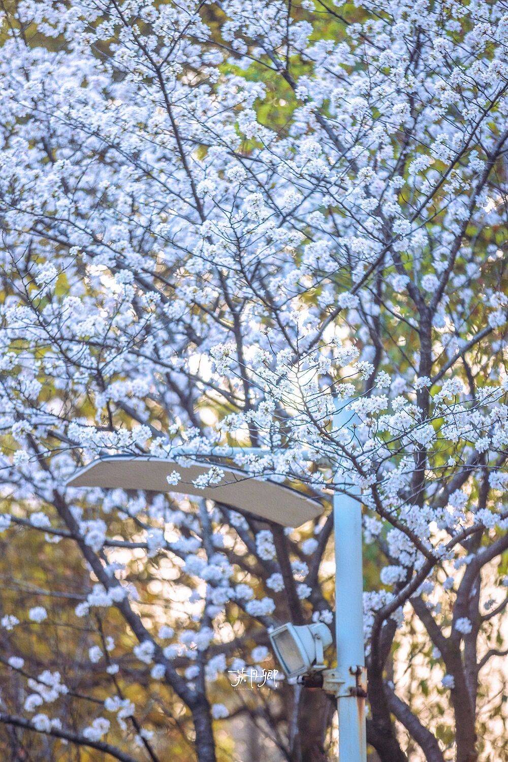 原創武漢賞櫻攻略請收藏！除了武大和東湖，還有這些免費打卡地哦