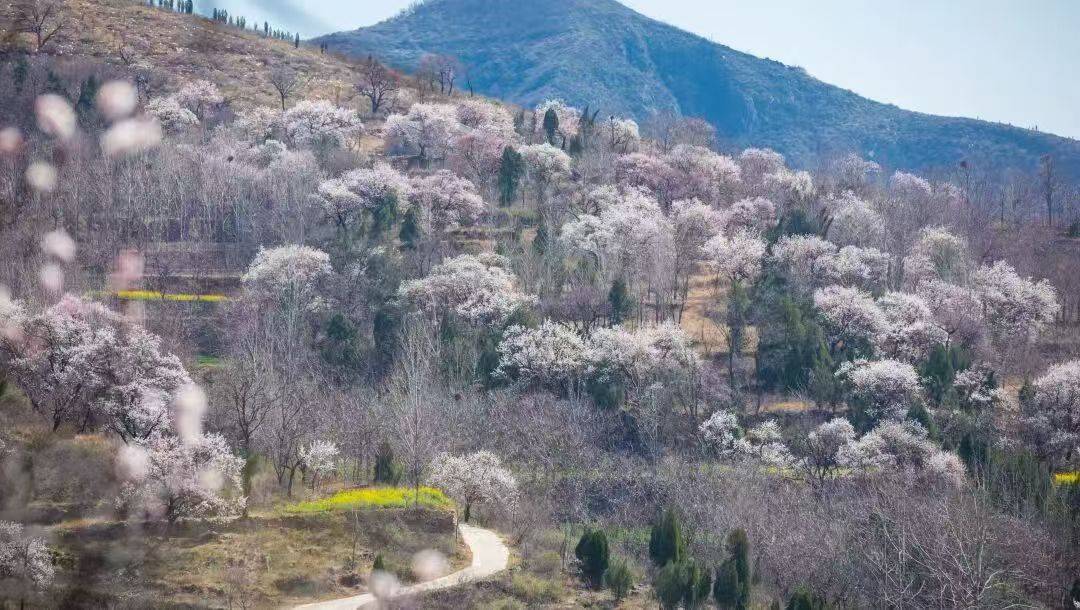 收藏這份鄭州賞花攻略，把整個春天裝進眼裡