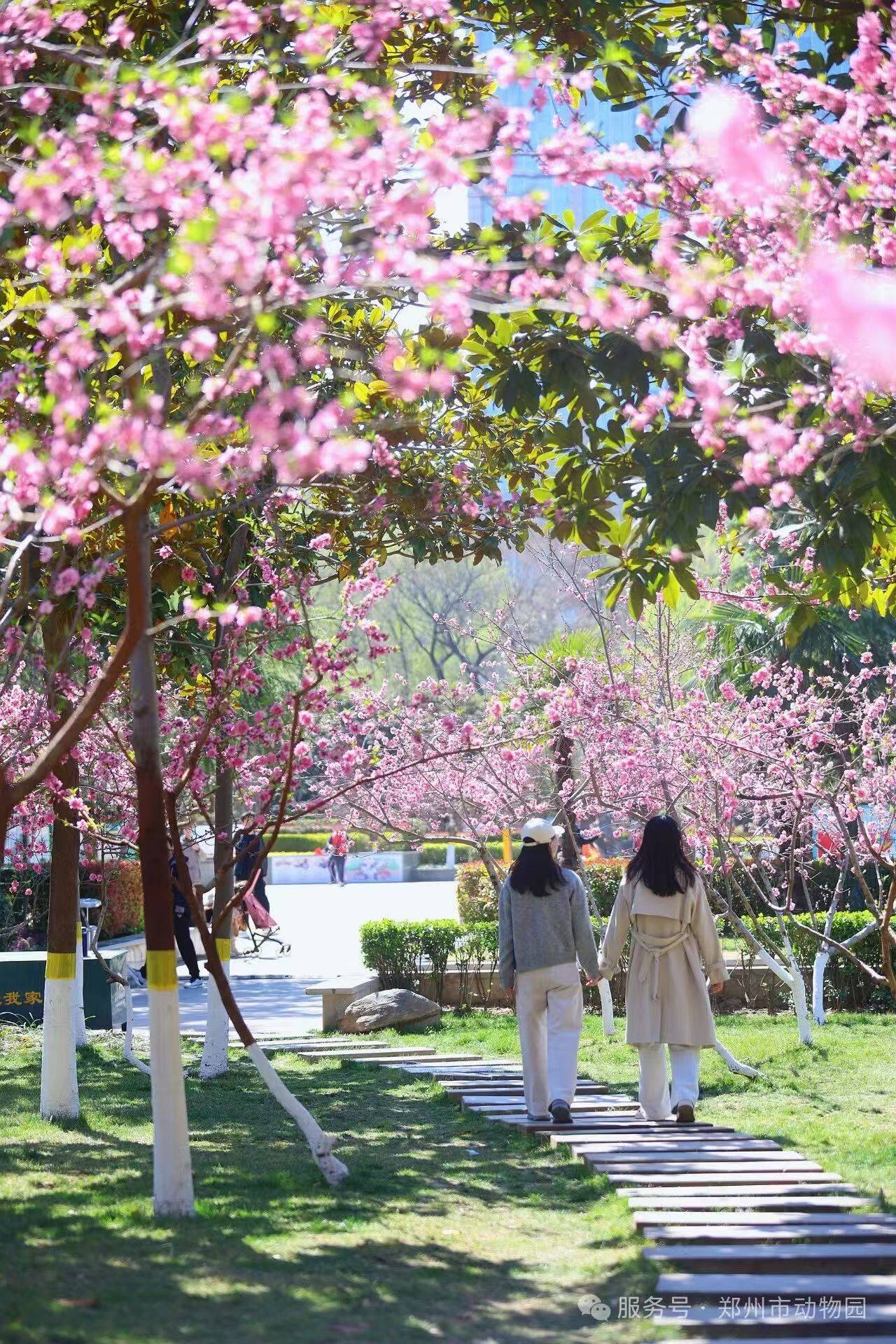收藏這份鄭州賞花攻略，把整個春天裝進眼裡
