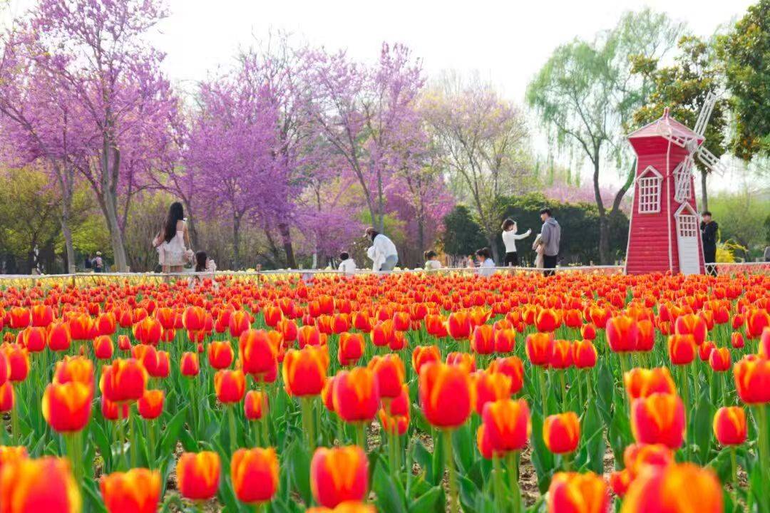 收藏這份鄭州賞花攻略，把整個春天裝進眼裡