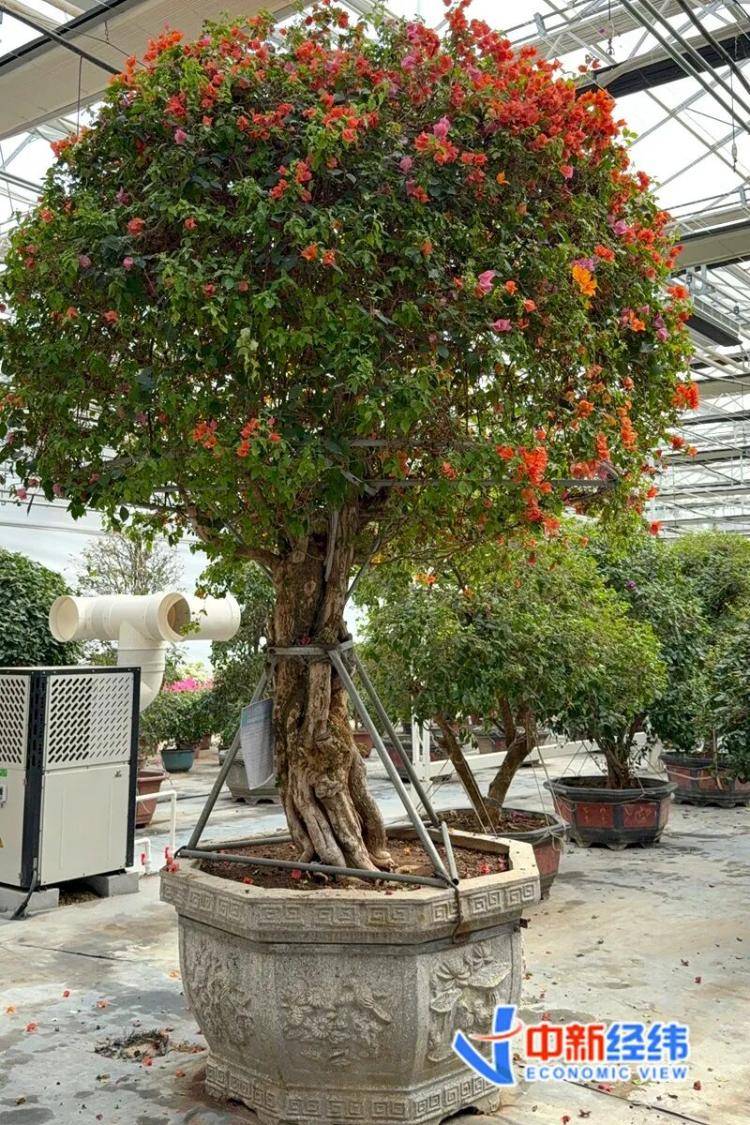 從幾元小盆栽到萬元收藏級，誰在為“美麗”掏腰包？