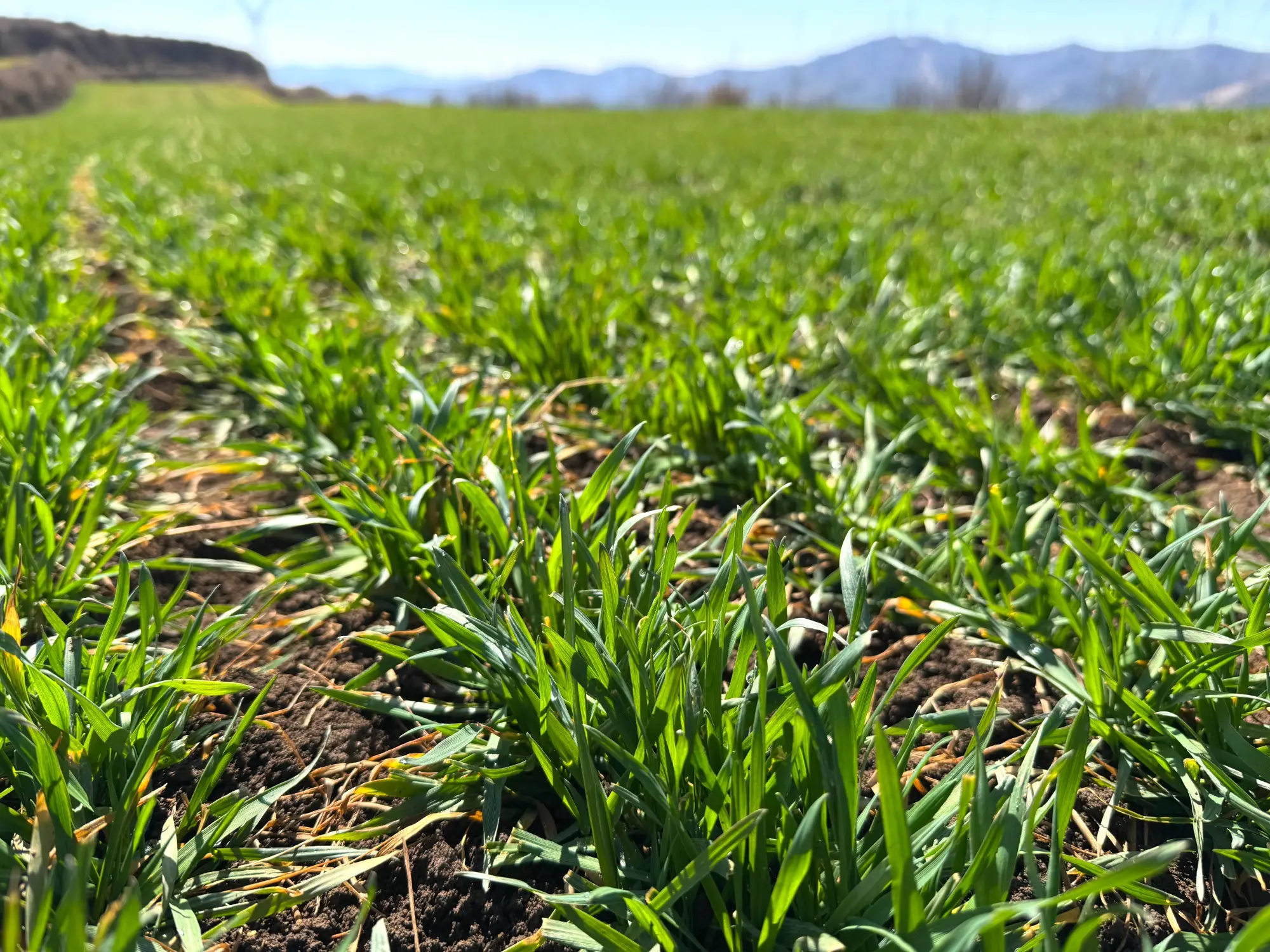 科技送到田埂上 甘肅張家川小麥春管忙
