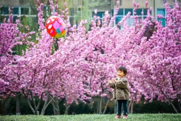 美景+美食！運城踏春賞花路線上新！5條供選！