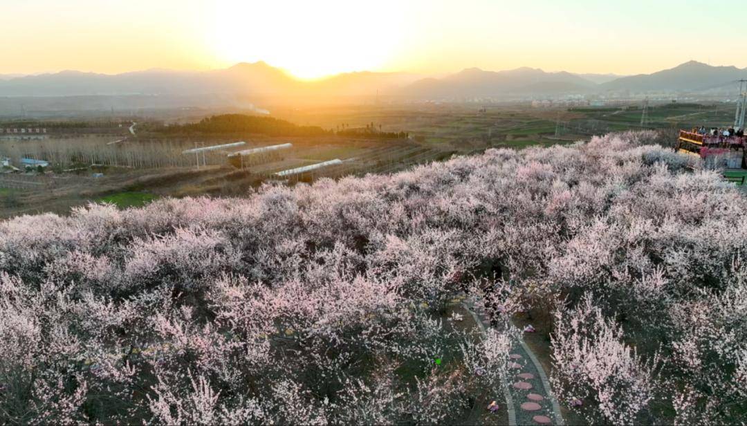 美景+美食！運城踏春賞花路線上新！5條供選！