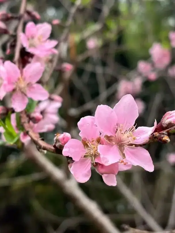 收藏！泉州春日賞花去哪裡？花期+地址全攻略