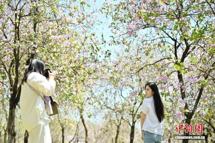 廣州：華南農業大學宮粉紫荊盛放