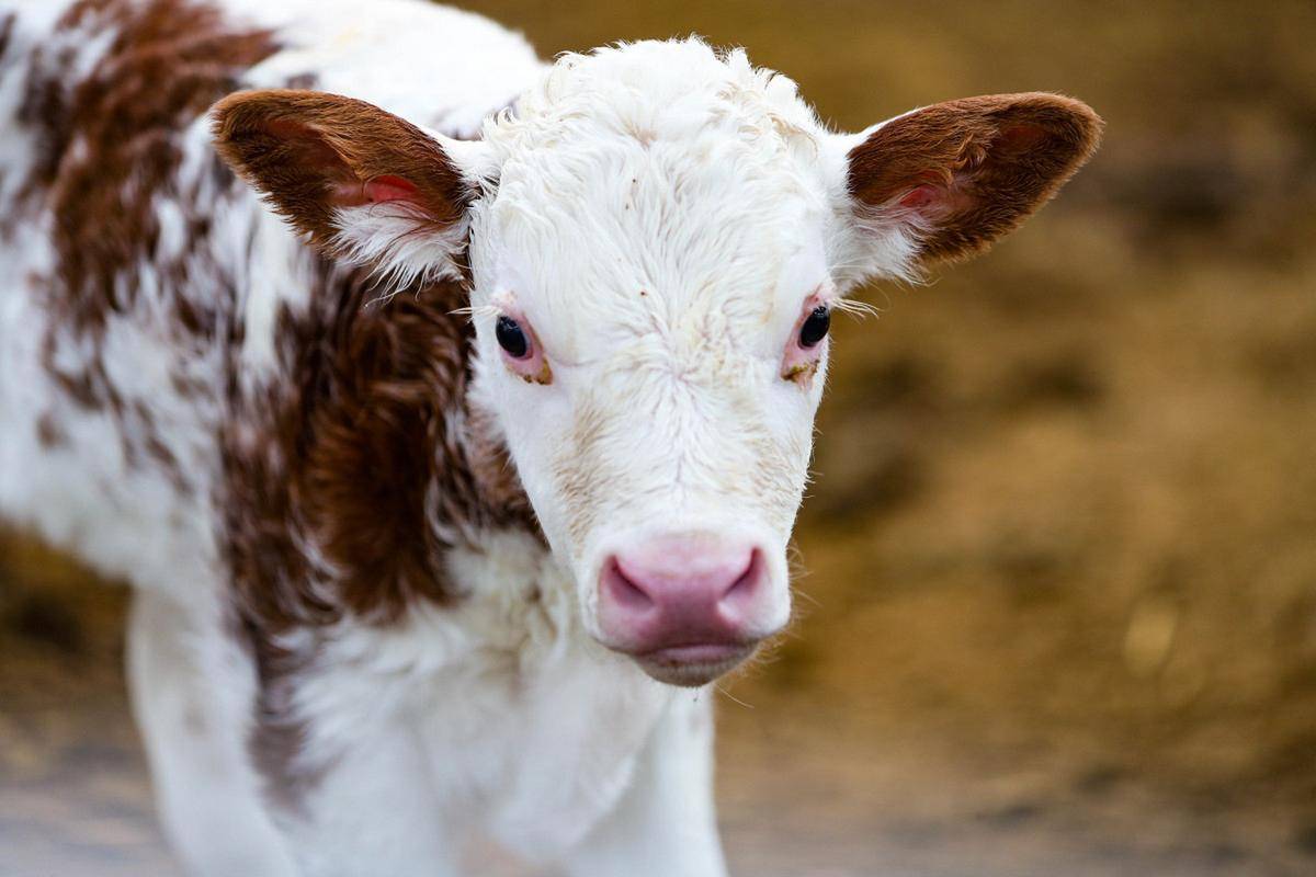 牛吃喝正常拉稀怎麼辦？常見原因+簡單處理方法，收藏備用！