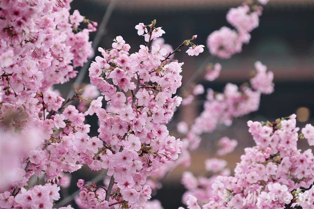 櫻花入饌、消費券加碼 湖北“賞花+美食”點燃春季消費