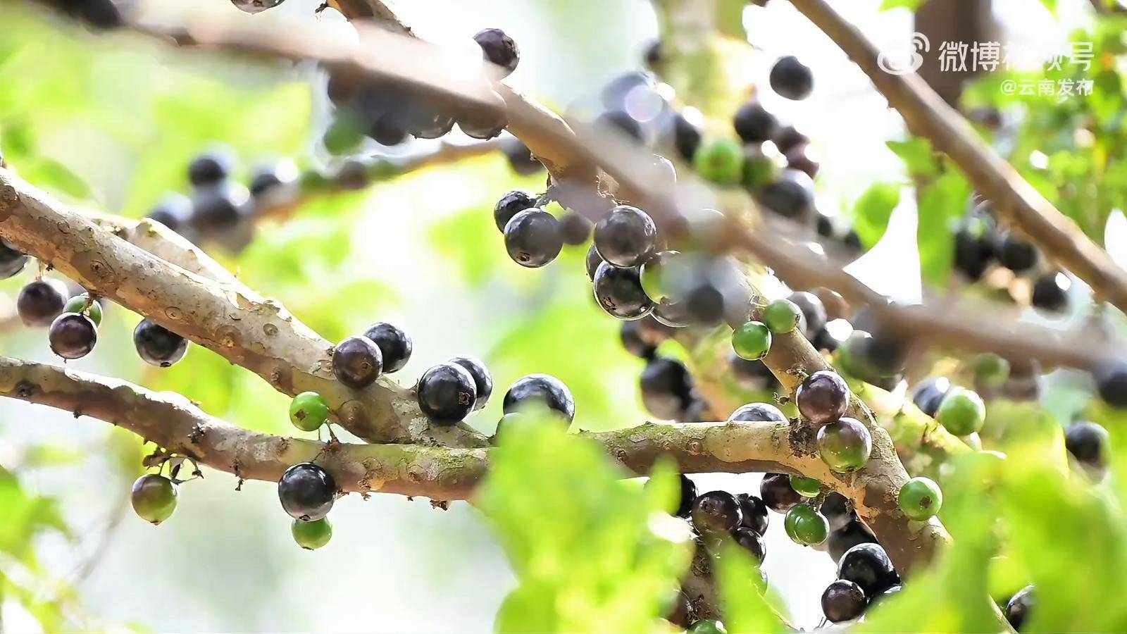 【開屏早知道】附崗位表！雲南新一批招聘公告來了