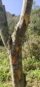 彭州白鹿頂村民立牌 勸導遊客文明旅遊