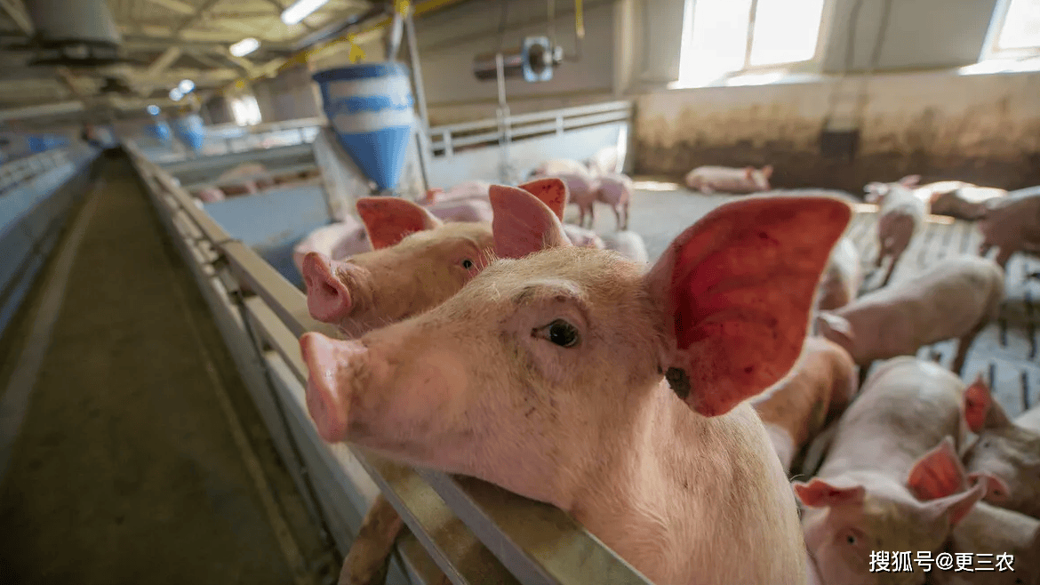 原創一片綠！豬價跌破“地板線”，3月下跌無休無止？