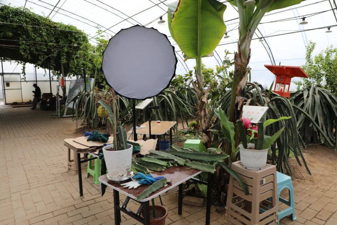 “南果北種”的科技突圍與產業新義 | 科技春耕看楊凌