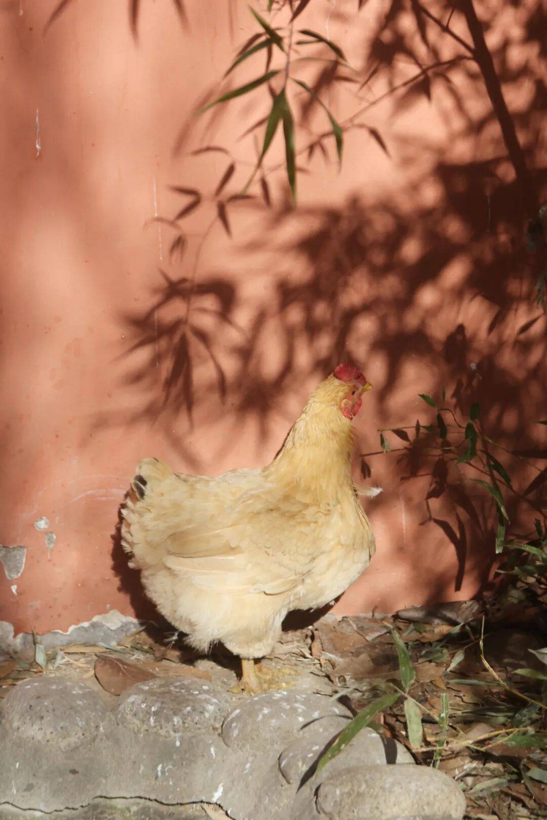 全球最幸福國家芬蘭，為什麼教育也是第一？女兒在海淀“芬蘭幼兒園”揭秘…