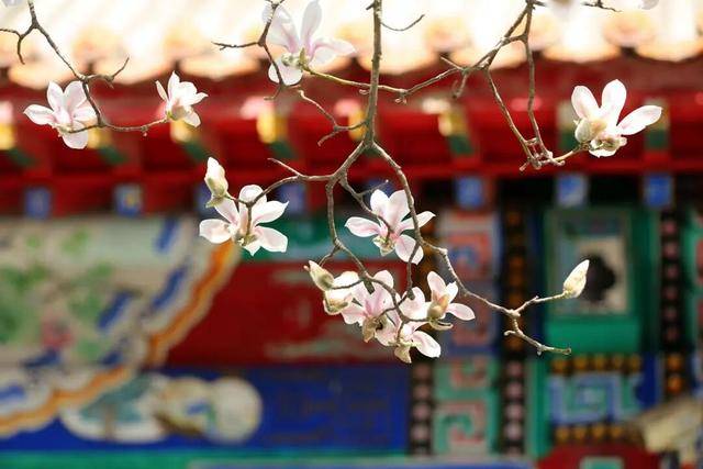 一磚一瓦遇春光，收藏這一幀幀“山河春韻圖”