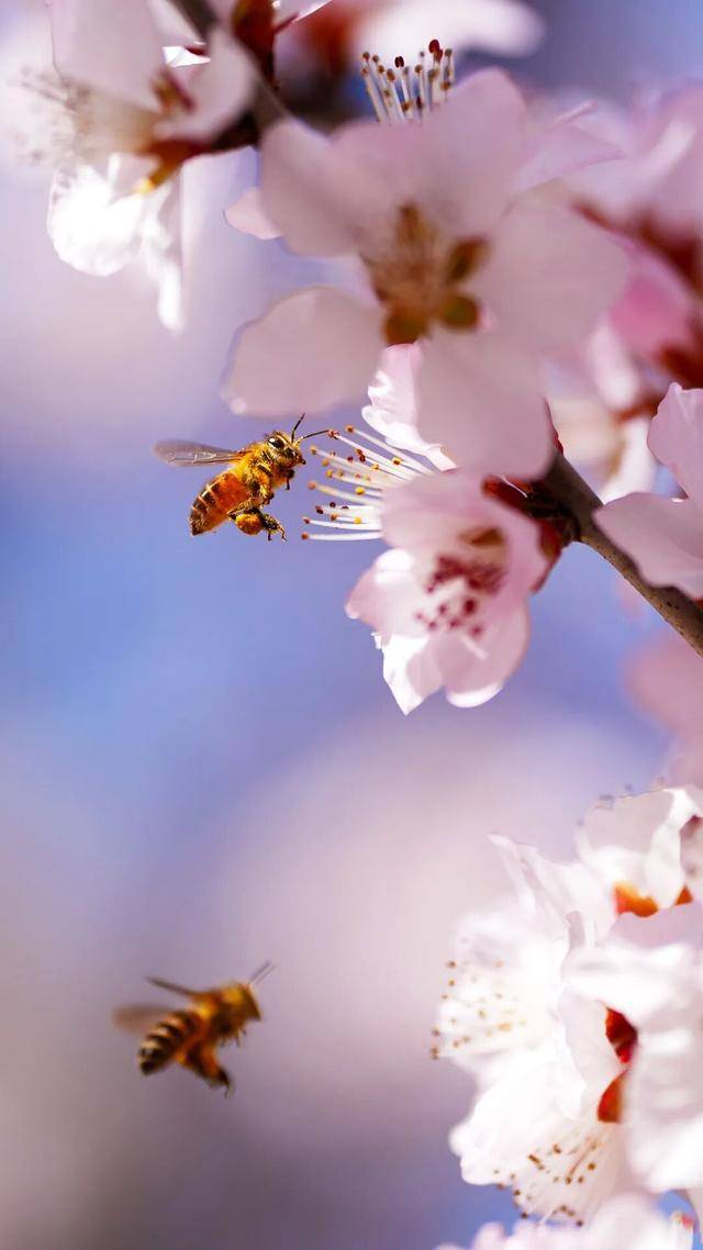 春日限定屏保，轉發收藏