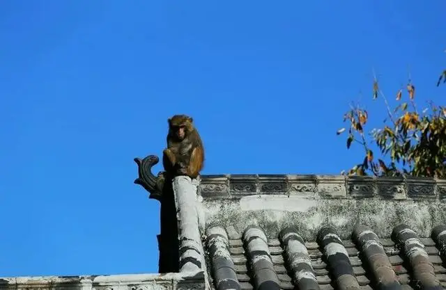 比大理浪漫！比昆明更近！高鐵直達陽光小城，2萬株藍花楹美瘋！觀海登山，美食吃到爽！
