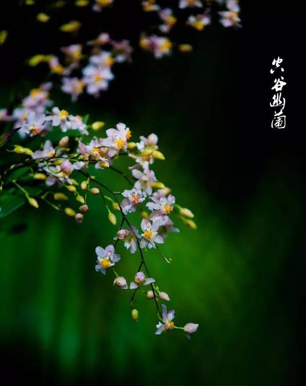 極品蘭花，國畫好素材！