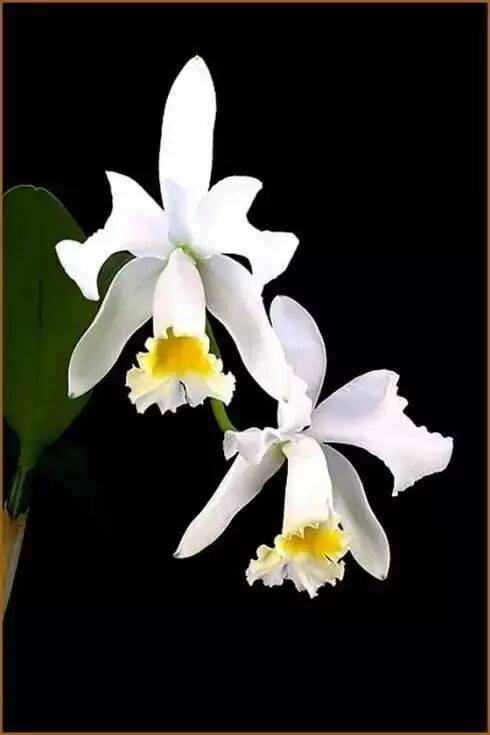 極品蘭花，國畫好素材！