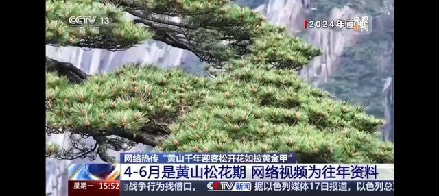 黃山迎客松“滿樹金黃”引熱議 景區回應：今年未現盛景，熱傳素材為往年舊料
