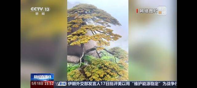黃山迎客松“滿樹金黃”引熱議 景區回應：今年未現盛景，熱傳素材為往年舊料