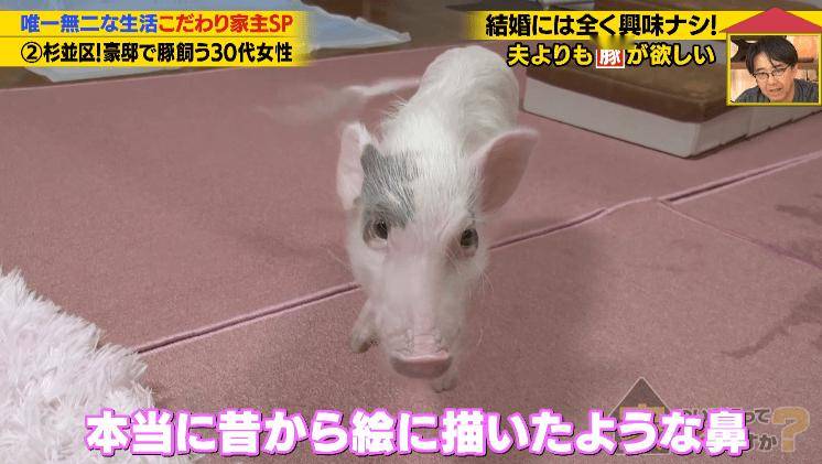 日本40歲女性住豪宅養豬豬，還因豬豬和明星結緣？深感幸福不想結婚，稱“對男人沒興趣”…
